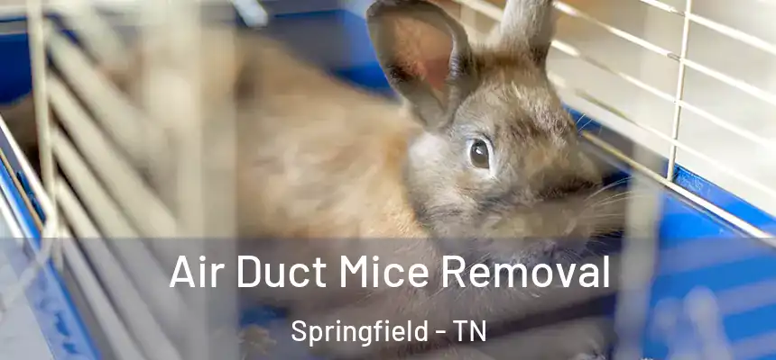 Air Duct Mice Removal Springfield - TN